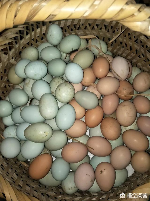 绿皮鸡蛋是什么品种鸡，蛋鸡绿色养殖时要怎样选择品种