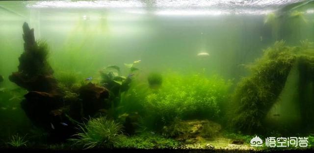 教你养观赏鱼的过滤方法:饲养观赏鱼需要定期大换水清理鱼缸吗？怎样养好观赏鱼？ 养观赏鱼过滤制作