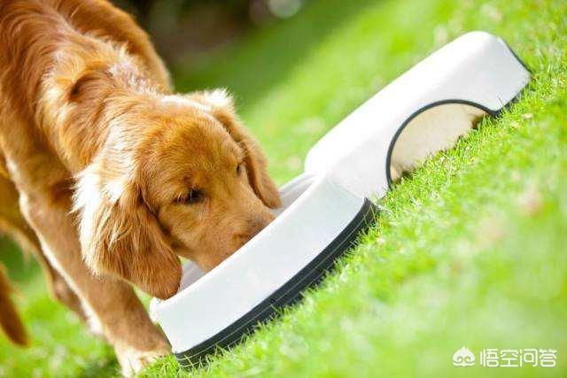 罗威纳幼犬到家:狗狗刚到家，应该怎么饲养？