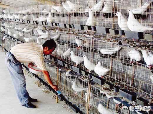 中国仑替鸽哪里卖的:增城仑替鸽养殖 养殖肉鸽的市场前景怎样？养殖过程中应注意哪些地方？