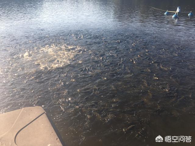 桂花鱼可以和草鱼、鲫鱼、鲤鱼混养吗？