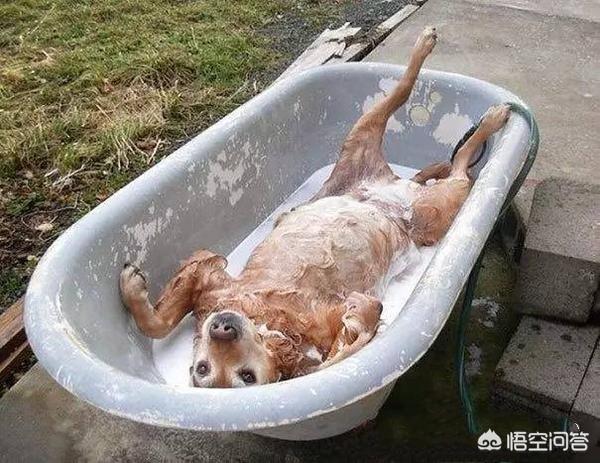 2018年宠物沐浴露:有没有专门给阿拉斯加洗澡的沐浴露？哪种好用呢？