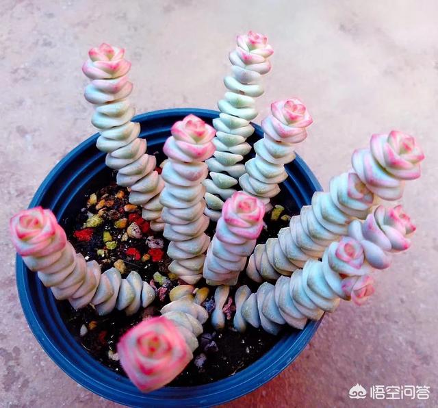 多肉分类及养殖明细:多肉大全及养殖方法 世界上有多少种多肉植物,国肉常见的有那些？