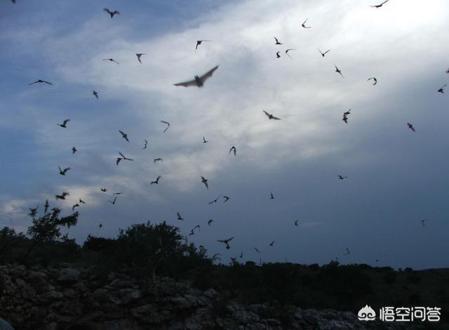 会飞的蝙蝠属于什么类:有多少种哺乳类动物会飞？它们是如何进化的？