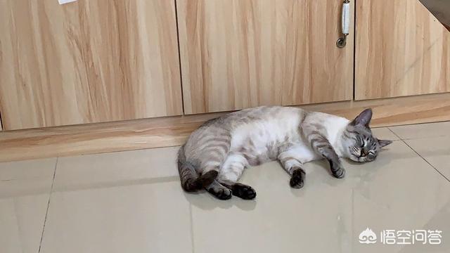 虎斑暹罗猫:虎斑暹罗可以喝牛奶吗？给虎斑暹罗喂什么好？ 虎斑暹罗猫是杂交么