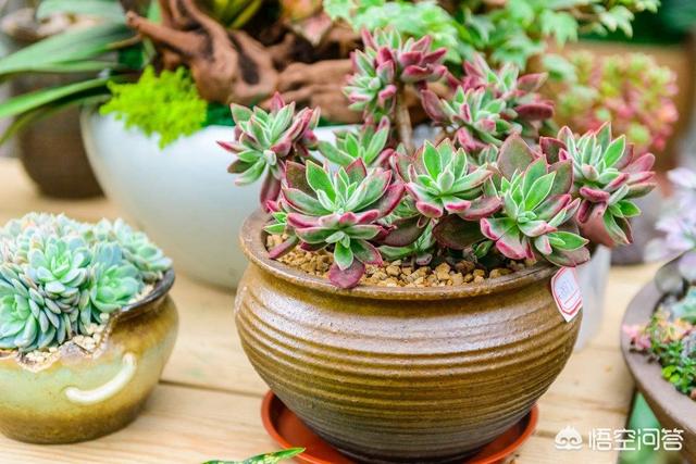 碧光环怎么繁殖:多肉植物锦晃星应该如何繁殖？
