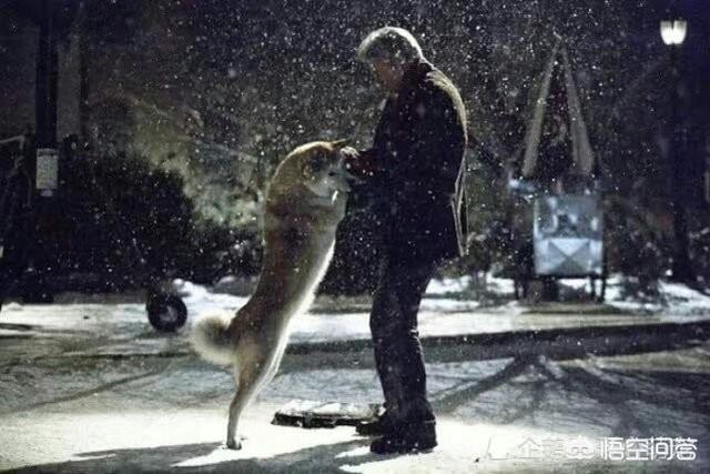 忠犬八公是什么狗:请问，你身边有忠犬八公那样的狗吗什么品种的狗狗，容易养成