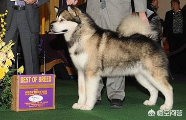 阿拉斯加雪撬犬标准:如何挑选一只纯正的阿拉斯加雪橇犬？