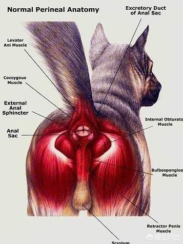 狗狗喜欢蹭来蹭去是什么意思:为什么狗狗总是用屁股在地上蹭呢？是痒吗？