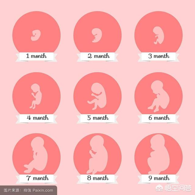 胎儿3个月6个月10个月的时候分别有多大