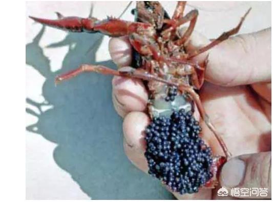 雪球虾抱卵:虾打洞了但是不见小虾苗是怎么回事？