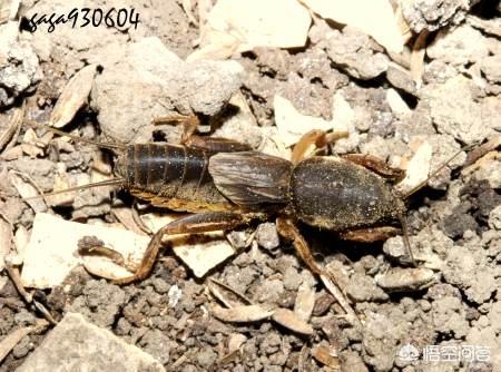 土狗子虫 是益虫:什么是地下害虫，地下害虫如何防治？