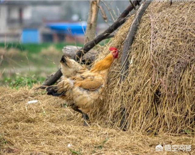 散养鸡视频:散养鸡视频播放 农村家家户户散养的鸡肉最好吃，为何现在好像很少吃到了啊？