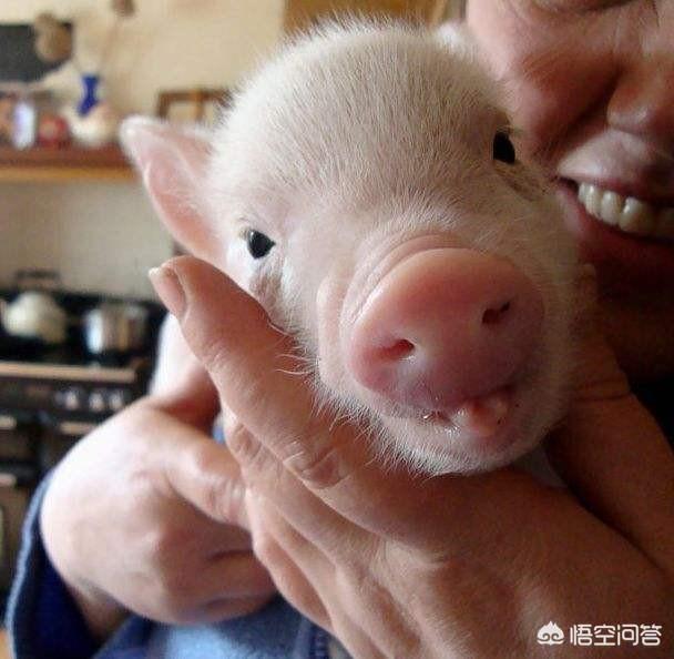 小猪拉稀不吃食怎么办？插图19