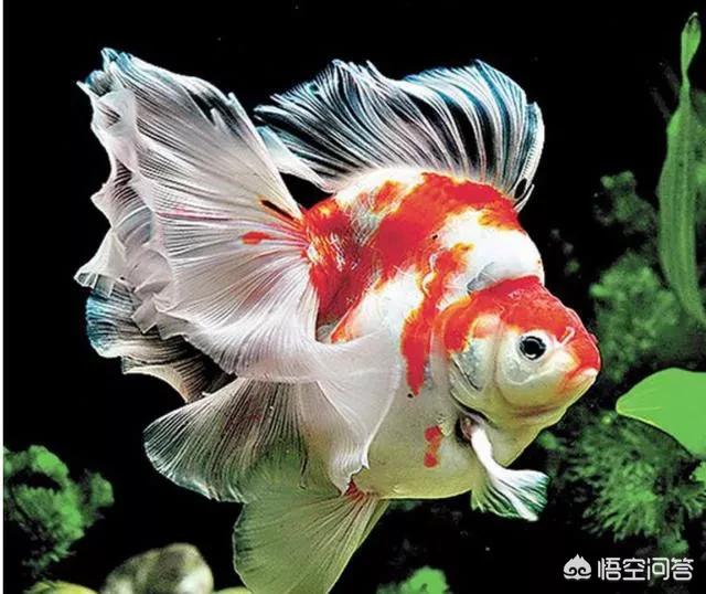 自制金鱼缸过滤器视频:金鱼缸过滤器大全 养金鱼，鱼缸过滤器需要常开吗？