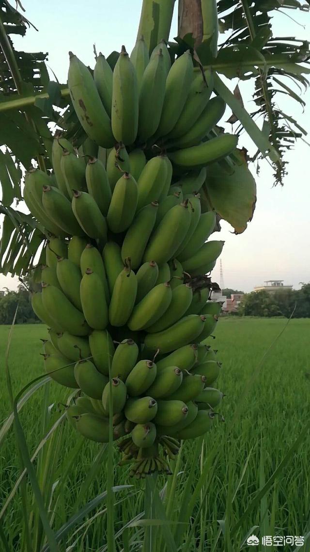 香蕉从种植到收成是多久？