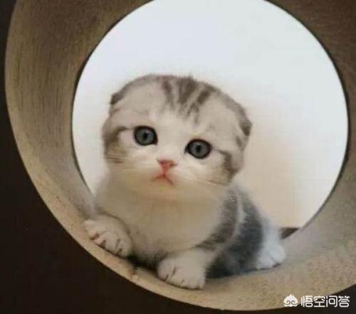 折耳猫图片:折耳猫的可爱是可以媲美布偶猫的，但是它们承受的痛苦你知道吗？