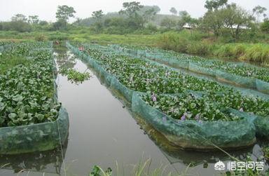 网箱养黄鳝(网箱养黄鳝一平方可以产多少斤)