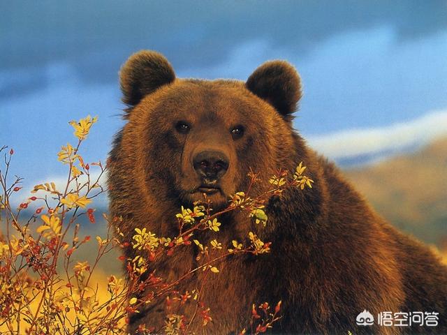 棕熊战斗力什么水平，北极熊和棕熊相比哪个比较厉害它们之间有什么关系