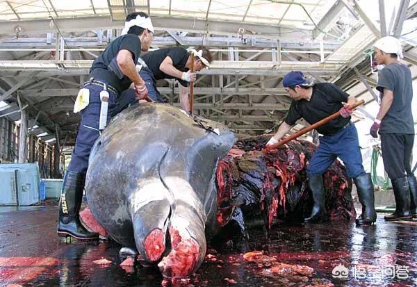 丹麦为什么杀海豚，海豚也出现类似于人类的抗生素耐药性问题了吗