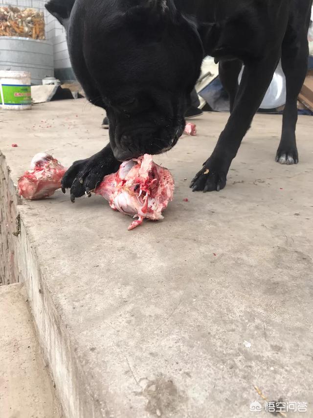 马犬训练视频:怎样训练马犬不怕其它狗狗？