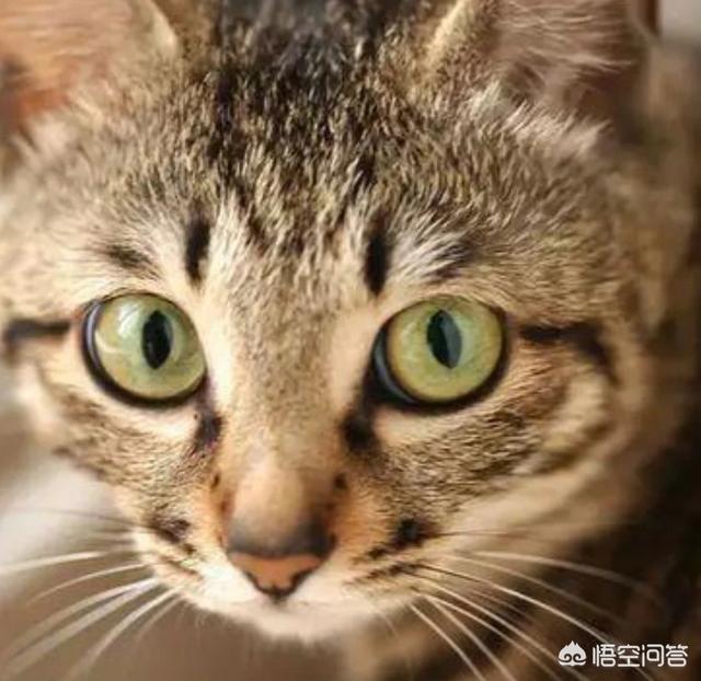 宠物猫种类:想养猫，孩子较小，要养什么品种的猫，有什么注意事项？