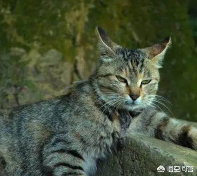 宠物猫种类:想养猫，孩子较小，要养什么品种的猫，有什么注意事项？