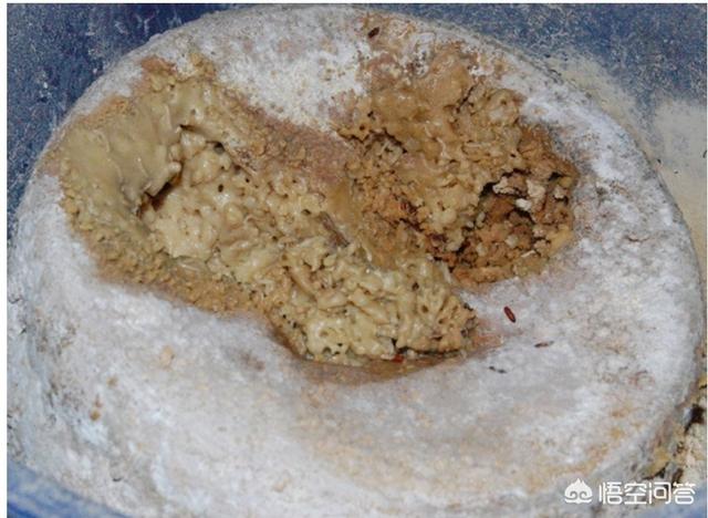 油炸毒蜘蛛:油炸毒蜘蛛 有什么食物是外国人吃，中国人却不吃的？