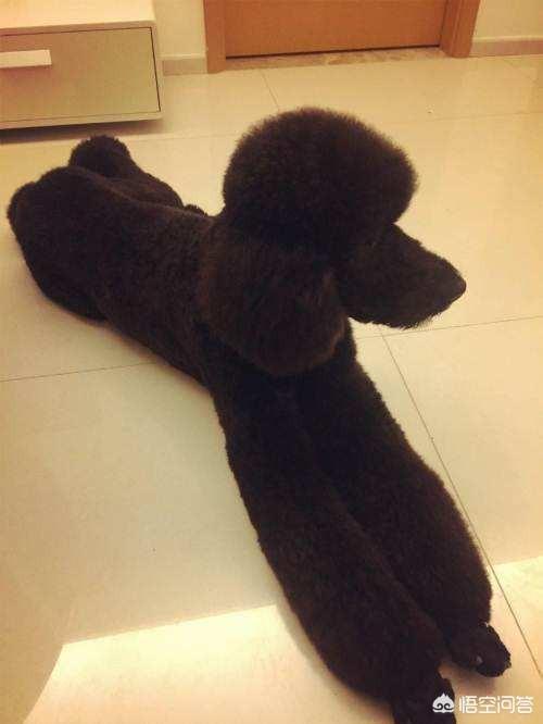 大中小型犬种,您喜欢哪一个？为什么？