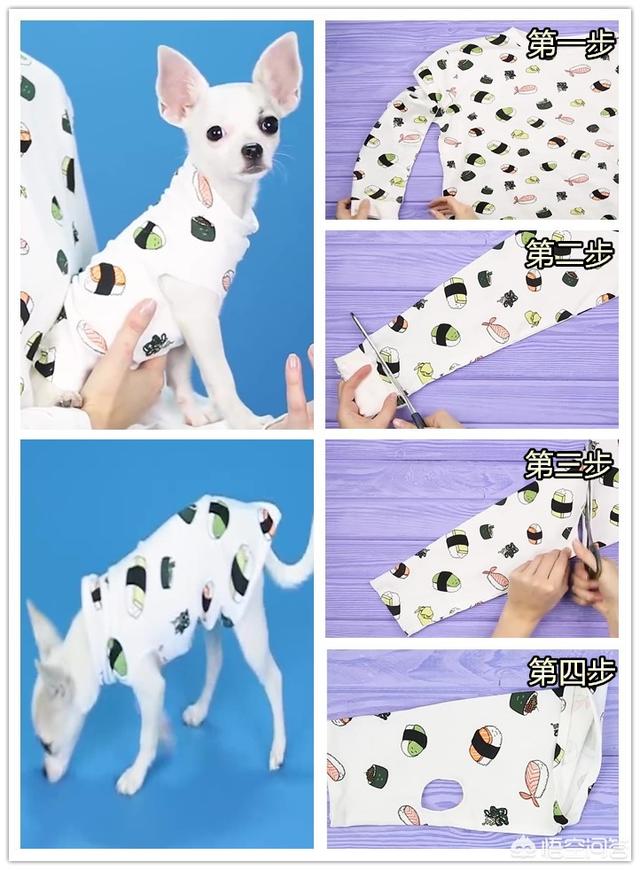 宠物服饰的制作与工艺:如何自己动手DIY为心爱的宠物制作衣服？
