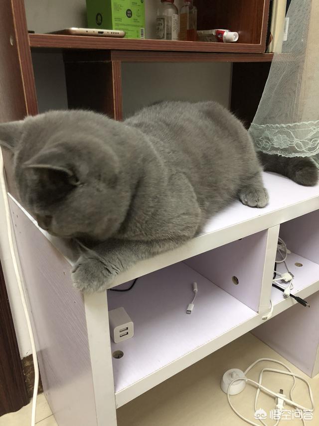 村里楼房养猫注意事项:租房可以养猫吗，猫难养吗？