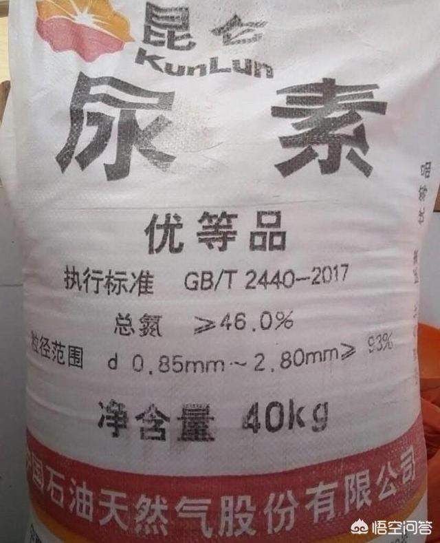 葱的种植方法,小葱什么时候播种最合适？