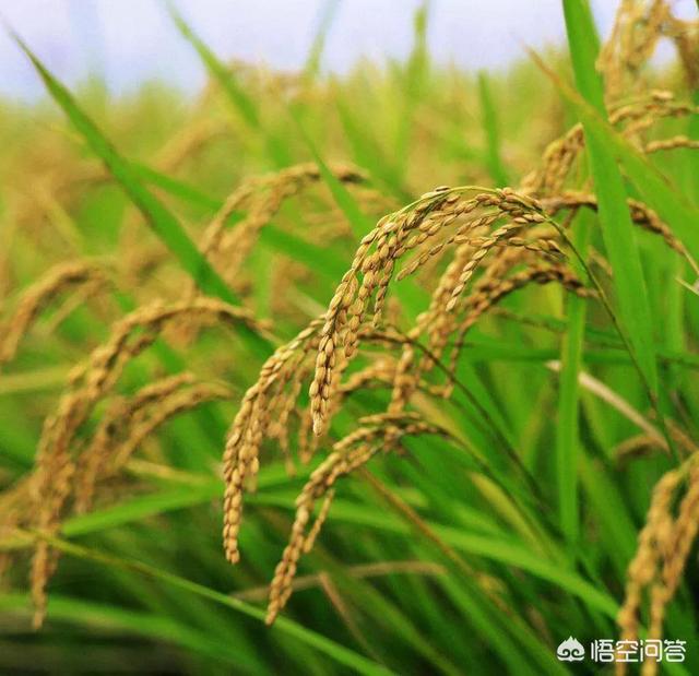 马配种:驴子和马如何生育的？为什么骡子不能生育？ 马配种多少时间完成