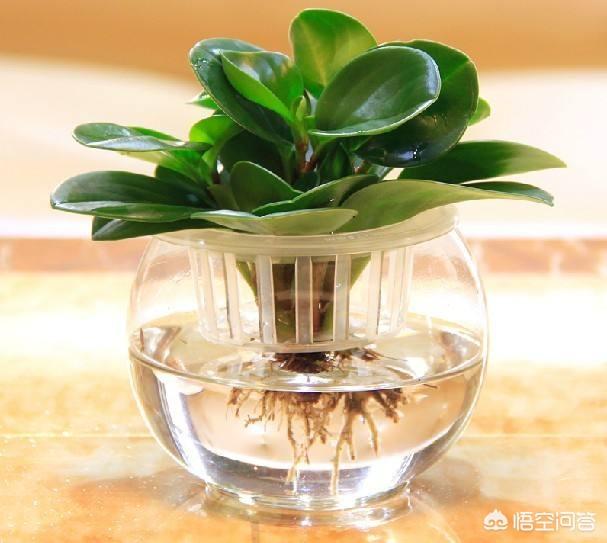 水培青叶碧玉方法:植物绿碧玉是否可以水培？