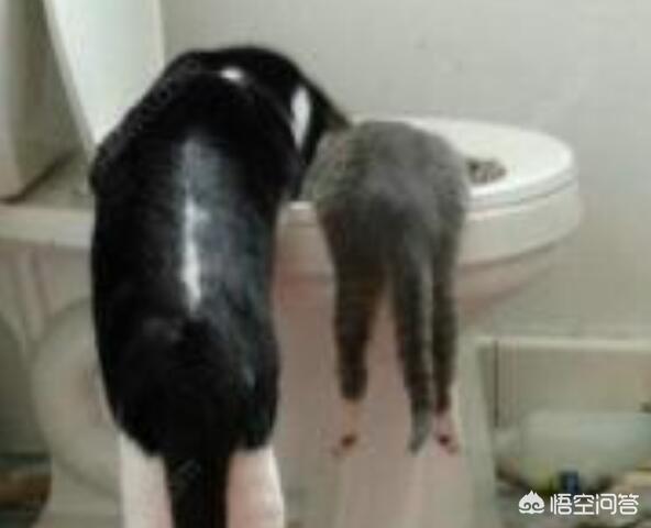 为什么猫咪能像液体一样:猫咪拉水怎么办，猫咪拉水便，猫咪突然拉水没精神？