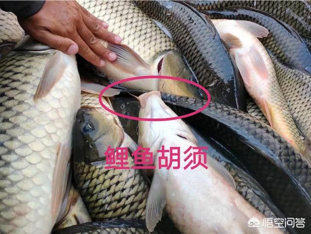 斑马贝公鱼和母鱼打架吗:农村老人说买鲤鱼要买公鲤鱼，鲤鱼如何区分公母？