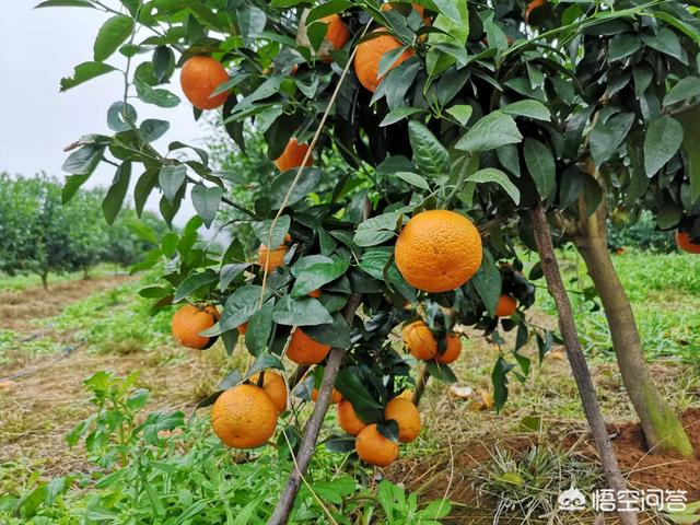 柑橘滞销,是供过于求吗？