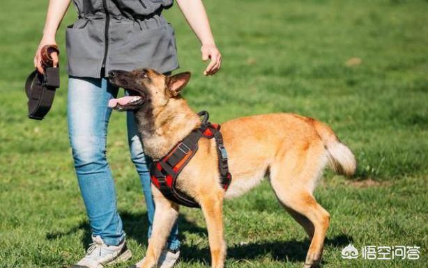 中国马犬百度百科:养马犬前需要具备什么条件？