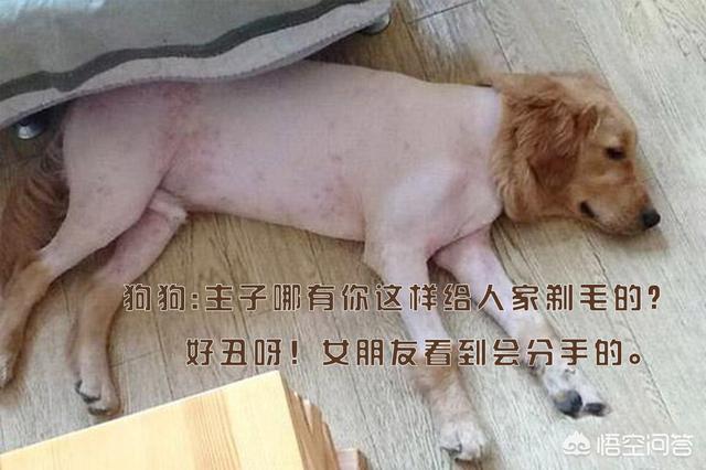 豆柴犬自己盖被子:狗狗睡觉要不要盖东西保暖？