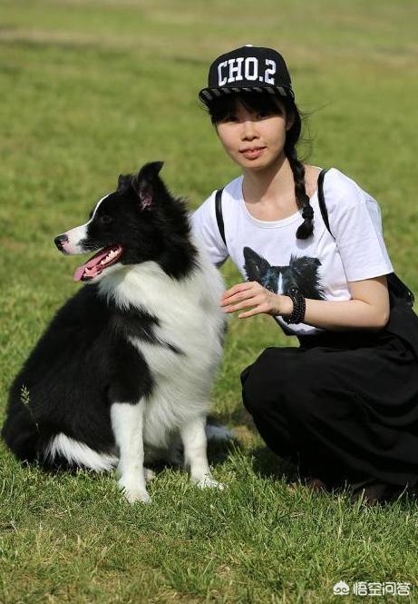 边境牧羊犬好不好的:什么样的人不适合饲养边境牧羊犬？