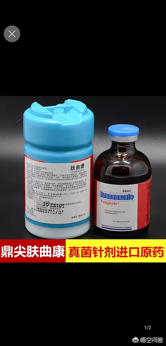 狗狗真菌性皮肤病药浴:狗狗得了真菌能用双氧水吗？ 狗狗肘部真菌性皮肤病