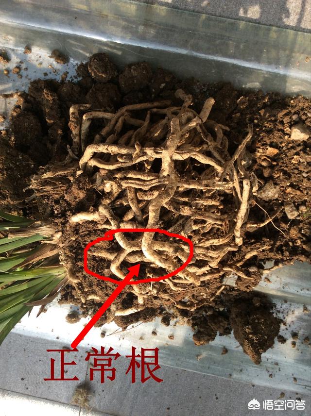 建兰图片:这样的兰花还能拯救吗？应该怎么处理？