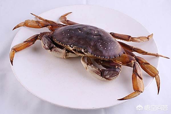 海水观赏蟹:海水观赏蟹有哪些 海里的螃蟹叫什么名字有那些？