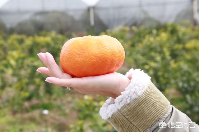 怎么在<a href=https://maguai.com/list/256-0-0.html target=_blank class=infotextkey><a href=https://maguai.com/list/256-0-0.html target=_blank class=infotextkey>朋友圈</a></a>里推销甘肃庆阳苹果、核桃<a href=https://maguai.com/list/91-0-0.html target=_blank class=infotextkey><a href=https://maguai.com/list/91-0-0.html target=_blank class=infotextkey>生产</a></a>销路
