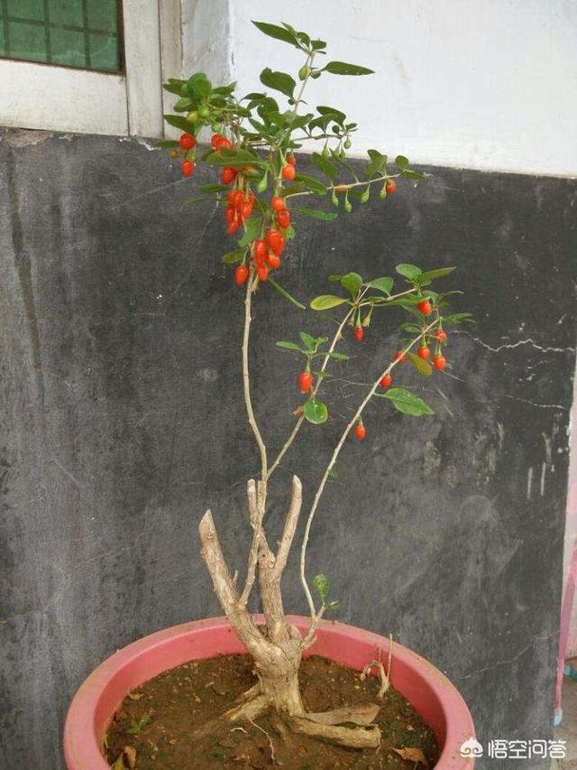 铁线蕨怎样制作盆景:新买的一盆铁线蕨，种植好需要注意什么？