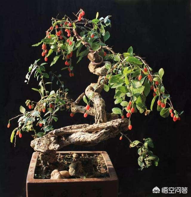 铁线蕨怎样制作盆景:新买的一盆铁线蕨，种植好需要注意什么？