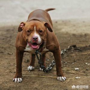 斯塔福梗犬肩高:请问大家巴基斯坦库达犬和比特犬谁厉害？