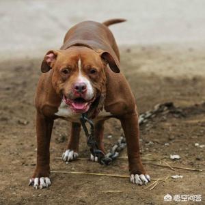 纯比特犬配库达犬好吗:比特犬和平头哥相遇，谁更厉害、谁更执著？