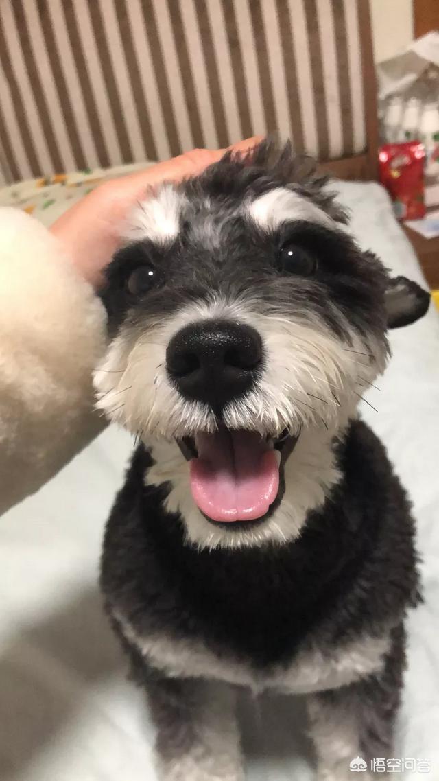 赛维洛犬菌清好不好:狗狗肠胃差，用什么办法能改善？