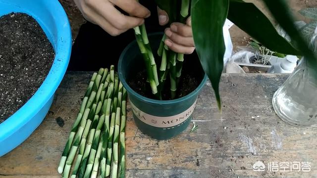 富贵竹的种植方法图解:有什么办法可以让富贵竹快速生长？